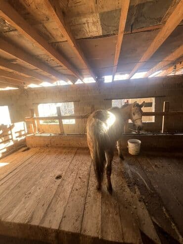 отдам даром охотничью собаку: Продаю | Жеребец | Для разведения — 4