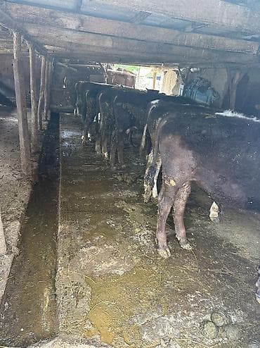 чау чау цена бишкек: Продаю | Бык (самец) — 5