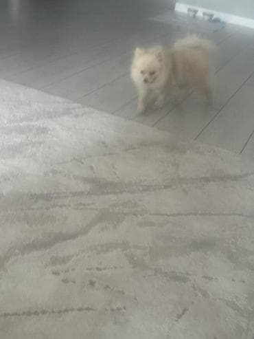 плюшевый кот: Мягкая игрушка «Краб/крабик» для домашних животных - Форма: округлая — 3