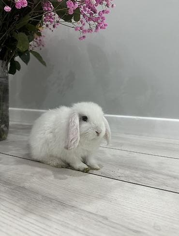 кролик белый: ПРОДАЮ❗️ декоративного вислоухого кролика 🐰 	•	Возраст: 1,3 года — 2