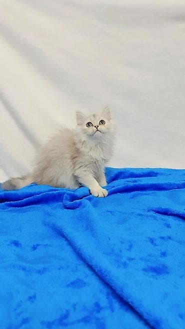 Кошки: Шотландские котята разных возрастов,цен и окрасов . Обращаться по — 2