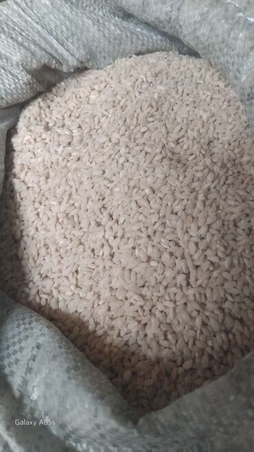 фучика рыскулова: Жалал-абадтын куручу бар сорту Аланга деген сонун аш болот — 1