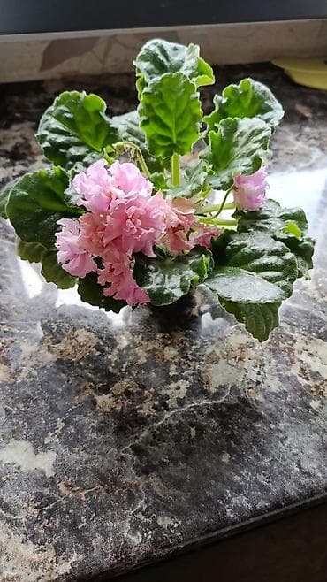 Үй жана бакча: Сортовые фиалки С цветочками по 300с Без цветочков 250с Детки по 150с — 7