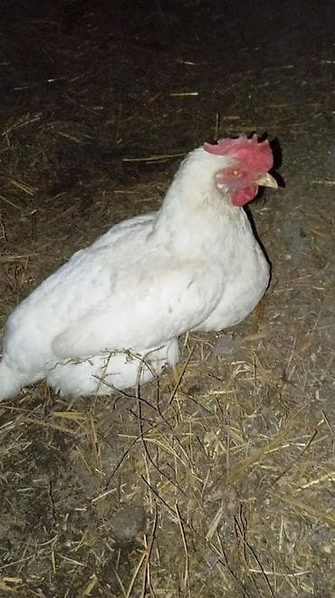 Продаю | Куры | Домашняя | Несушки