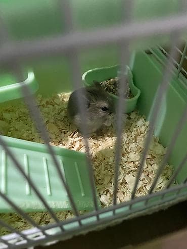 клетка для крыс: Хомячки джунгарики + комплект клеток и аксессуаров Предлагаются — 6