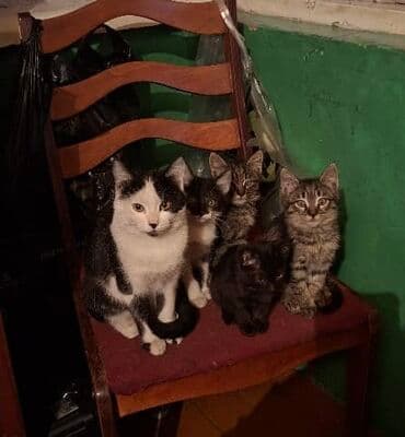 продажа щенков немецкой овчарки в бишкеке с документами: Кошка даром: Беспородная, 2 месяца, Мальчик, Приучена к лотку — 2