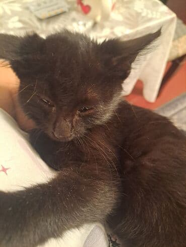 домики для котов: Мышык бекер берилет: Породасыз, Эркек — 1