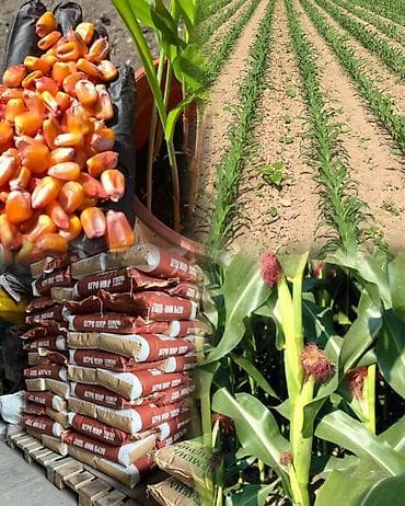 Продукты питания: Беде урук,1-сорт 99%онот кепилдик беребиз Жугору уруктурлору бар — 7