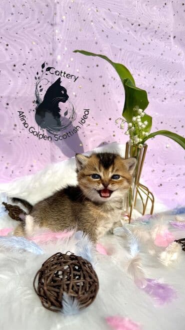 собака бульдок: Британ кыска жүндүү, 1 айлык, Эркек, Алтын шиншилла, Лотокко барууга үйрөтүлгөн, Курттардан тазаланган, Документтери менен — 4