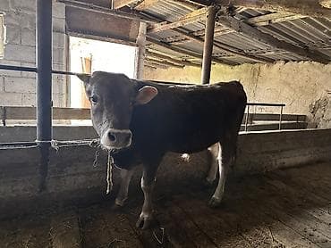 отдам голубей: Продаю | Бык (самец) | Полукровка | Привязанные — 5