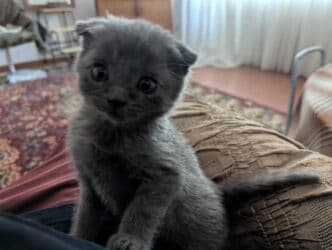 сколько стоит щенок чихуахуа: Скотиш Фолд (Шотландская вислоухая), 1 месяц, Мальчик, Серый, Приучена к лотку — 2