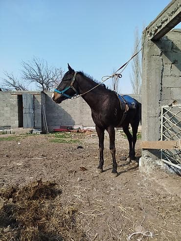 продажа домашних животных: Продаю | Конь (самец) | Конный спорт — 3