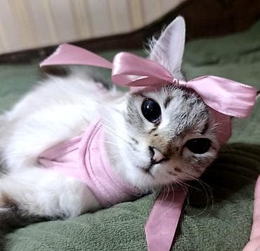 Кошки: Кошка даром: Сиамская, 1 год, Девочка — 1