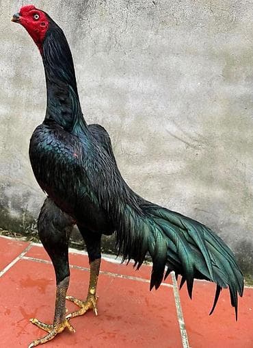 купить кур: Продаю | Куры, Цыплята | Бойцовая | Для разведения, Для боев — 1