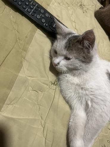 подать обьявление: 🩷 Отдам в добрые и заботливые руки 🩷 Малышка, 7 месяцев — 8