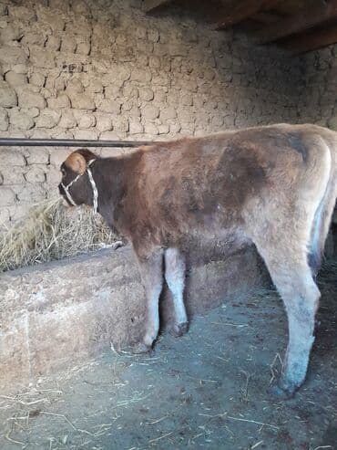 отдам в добрые руки собаку: Продаю | Бык (самец) | Полукровка | На откорм | Привязанные — 2