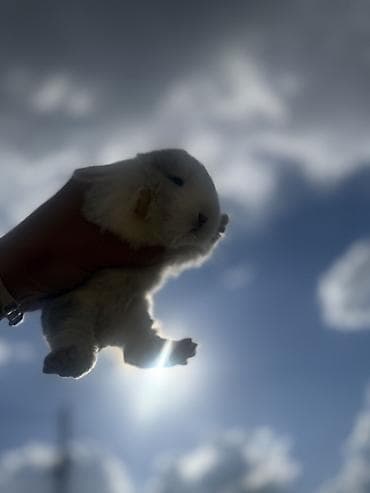 крысы белые: Кролики декоративные, молодые - Описание: ручные пушистые малыши с — 10