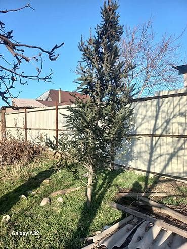 Ремонт и строительство: Ель белая (канадская) + Сосна (саженцы, взрослые экземпляры для — 1