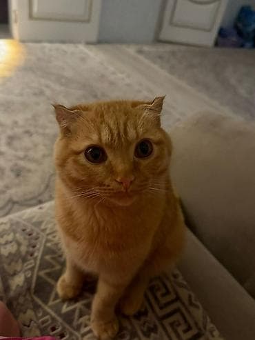 котенок скотиш фолд: Скотиш Фолд (Шотландская вислоухая), 8 месяцев, Мальчик, Рыжий, Приучена к лотку, Проглистована — 1