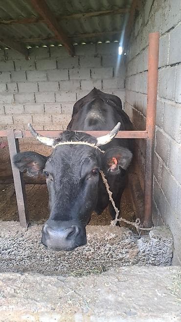 жаны уйлор: Сатам | Уй (ургаачы) | Көбөйтүү үчүн | Байланган — 5