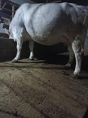 сментал корова: Продаю | Корова (самка) | Для молока | Стельные — 4