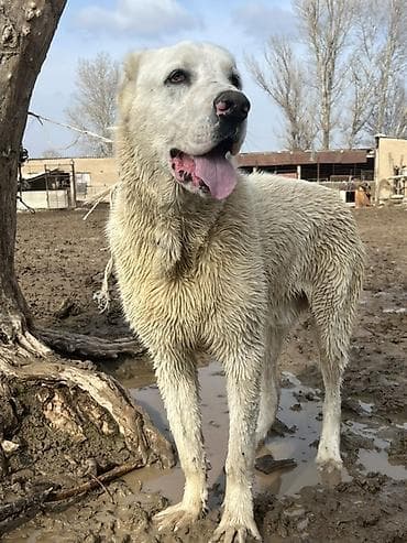 восточно европейская овчарка: Среднеазиатская овчарка (Алабай), кобель. Крупный, мощный, с — 4