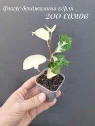 живые растения в аквариум купить: ● Комнатные растения (укоренённые черенки, молодые растения, взрослые — 11