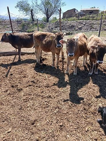 собаки тайган: Сатам | Музоо | Бордоп семиртүү үчүн — 7