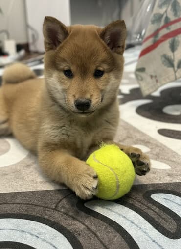 домик для собаки уличный: Сиба-ину, 2 месяца, Самец, С прививкой — 1