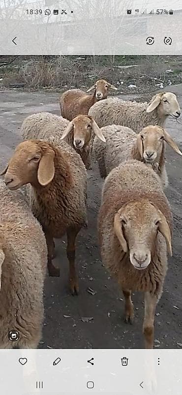 Продаю | Овца (самка) | Арашан | Для разведения | Матка, Ягнившаяся at lalafo.kg Продаю | Овца (самка) | Арашан | Для разведения | Матка, Ягнившаяся