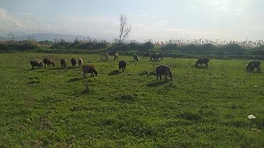 американская короткошерстная кошка купить: Продаю | Овца (самка) | Для разведения | Матка — 2