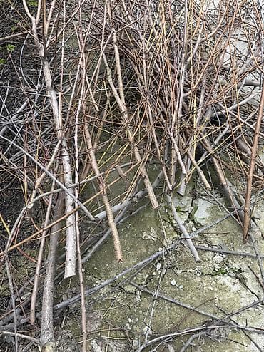 Дрова: Дрова Самовывоз — 2