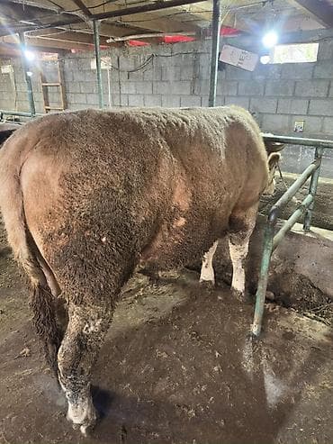 Продаю | Бык (самец) | Симментальская | На откорм | Искусственник, Привязанные