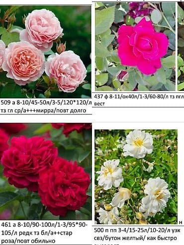 бий алма орусча: Көчөттөр — 6