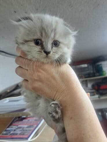 купить кошку вислоухий: Шотландские котята - Порода: шотландские (есть вислоухие и прямоухие — 1