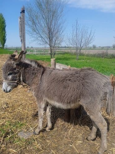 продам бу оборудование для птицефабрики: Кодик Бир жаш — 1