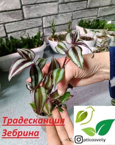 полка для цветов с подсветкой: Продаю комнатные цветы в ассортименте — 13