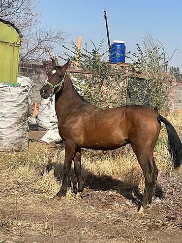 Продаю | Жеребец | Для разведения at lalafo.kg Продаю | Жеребец | Для разведения