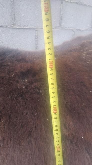 жеребёнок продается: Продаю | Жеребец | Конный спорт — 1