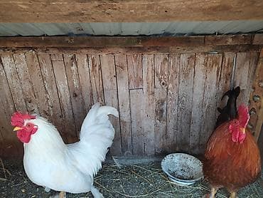 брама кохинхин цыплята: Продаю | Куры | Домашняя | Для разведения — 5