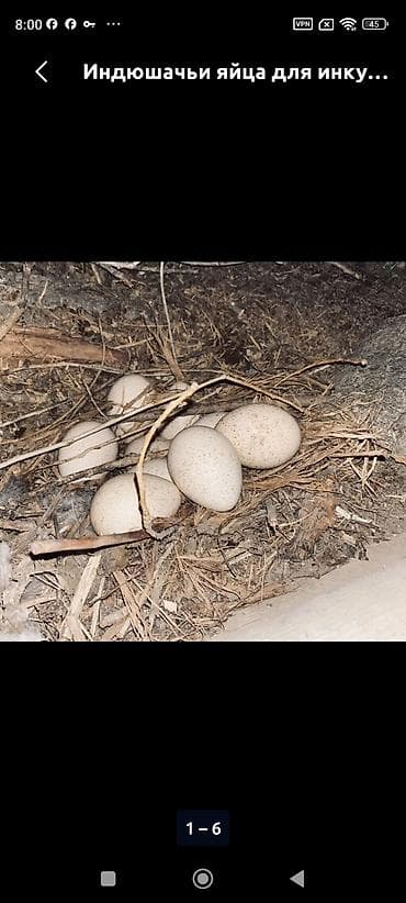 лимонный соус: Индюшачьи яйца для инкубации. - Назначение: закладка в инкубатор или — 1