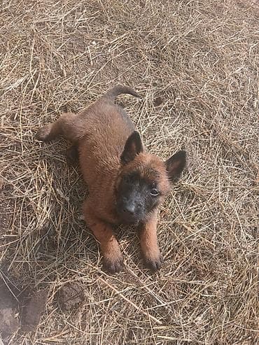 овчарка токмок: Предлагаются к бронированию щенки Белгийской овчарки Малинуа.Щенков 9 — 10