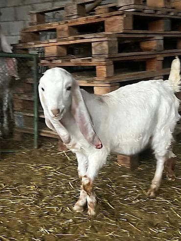 Продаю | Козлёнок | Битал | Для разведения | Осеменитель