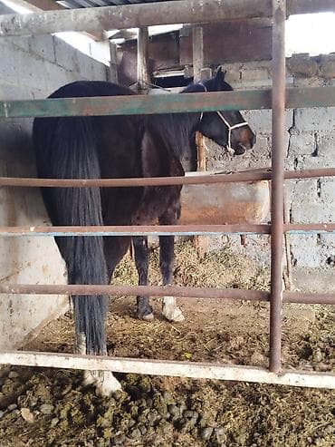 цена вислоухих котят: Продаю | Кобыла (самка), Жеребенок | Для разведения — 3