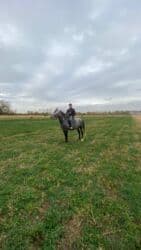 показы 1 354 72 договорная кошка даром британская короткошёрстная 1 год мальчик метис 2 позвонить написать: Продаю | Конь (самец) | Конный спорт — 1