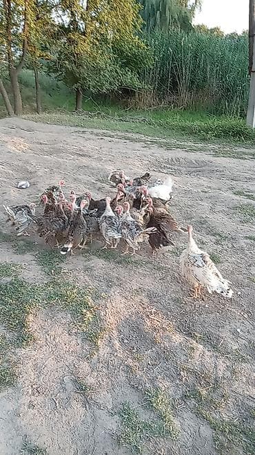 Животные: Продаю | Индюшата | Для разведения — 7