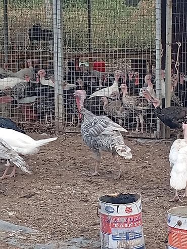 Продаю | Индюк (самец) | Северокавказская | На забой, Для разведения at lalafo.kg Продаю | Индюк (самец) | Северокавказская | На забой, Для разведения
