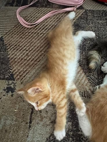 сиамские кошки котята: Милые домашние котята - Помёт из трёх малышей: два рыжих с белыми — 2