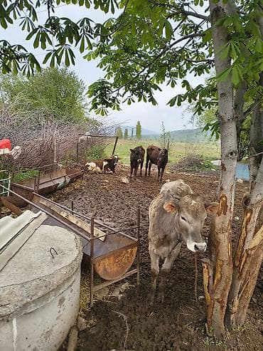 живые рыбки: Продаю | Музоо, торпок | Полукровка | На откорм — 3