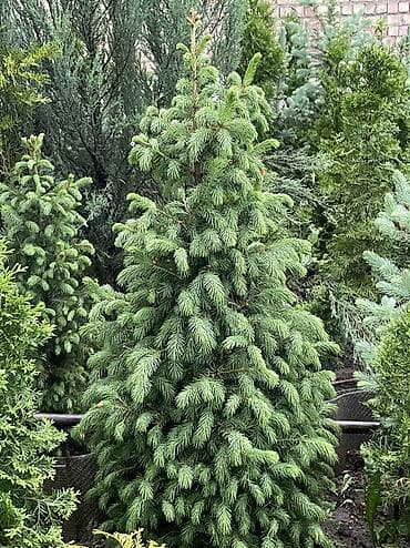 продаю летний душ: Продаются голубые/зеленые/тянь-шанские ели 🌲 Выращиваем сами, со всей — 9